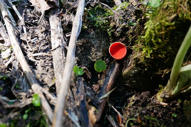 Bezpłatne pobieranie Splendor Becherling Sarcoscypha - bezpłatne zdjęcie lub obraz do edycji za pomocą internetowego edytora obrazów GIMP