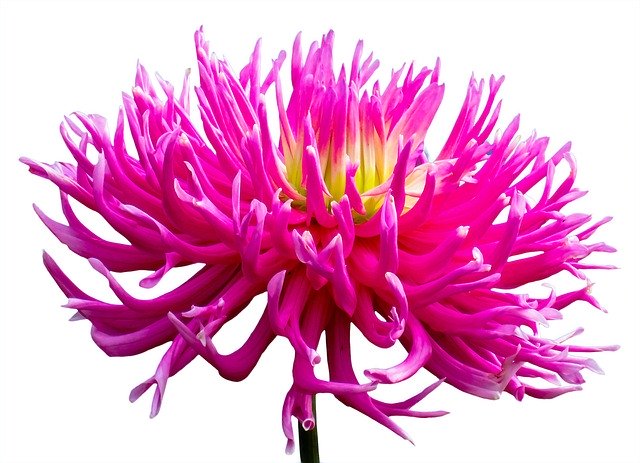 Free download Splendor Dahlia -  free photo or picture to be edited with GIMP online image editor