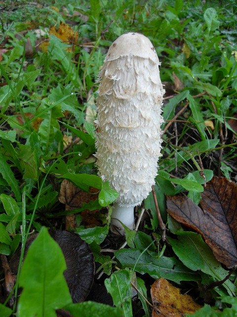 دانلود رایگان بازی Sponge Forest Autumn - عکس یا عکس رایگان رایگان برای ویرایش با ویرایشگر تصویر آنلاین GIMP