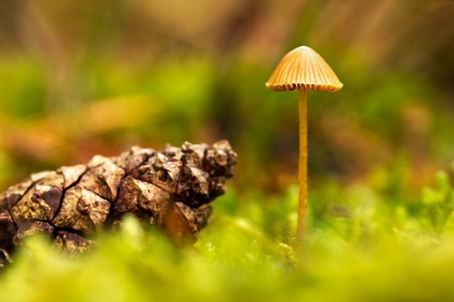 Muat turun percuma sponge mushroom helmling gambar percuma untuk diedit dengan editor imej dalam talian percuma GIMP