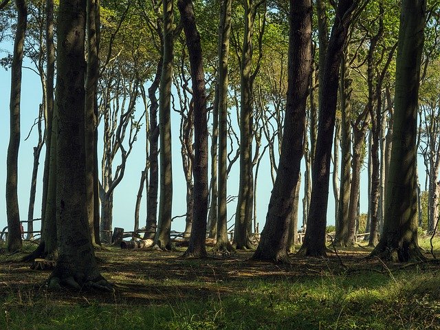 Téléchargement gratuit de Spooky Forest Nienhagen Baltic Sea - photo ou image gratuite à éditer avec l'éditeur d'images en ligne GIMP