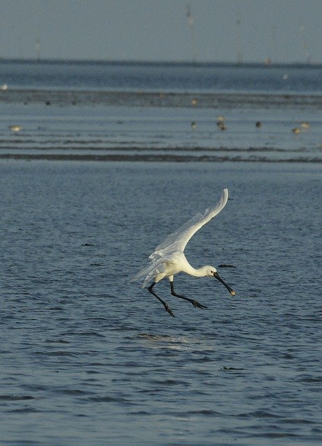 Descarga gratuita Spoonbill Animal during The Day: foto o imagen gratuita para editar con el editor de imágenes en línea de GIMP