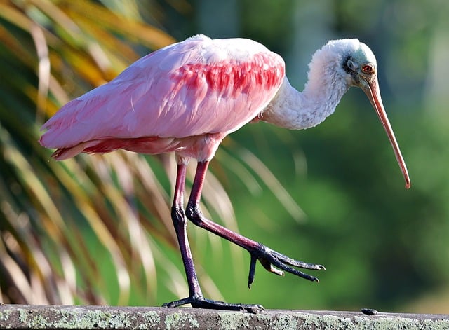 Free download spoonbill bird avian pink green free picture to be edited with GIMP free online image editor