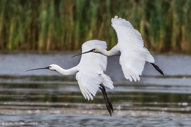 Kostenloser Download Spoonbill Birds Wildlife - kostenloses Foto oder Bild zur Bearbeitung mit GIMP Online-Bildbearbeitung