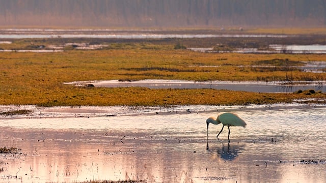 Free download spoonbill reed sunset water free picture to be edited with GIMP free online image editor
