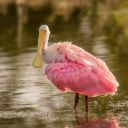 Spoonbill Theme  screen for extension Chrome web store in OffiDocs Chromium