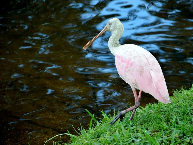 Kostenloser Download Löffler Tropical Bird Pink - kostenloses Foto oder Bild zur Bearbeitung mit GIMP Online-Bildbearbeitung