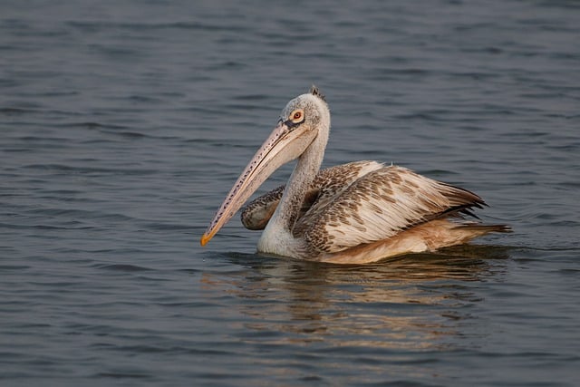 Free download spot billed pelican bird free picture to be edited with GIMP free online image editor