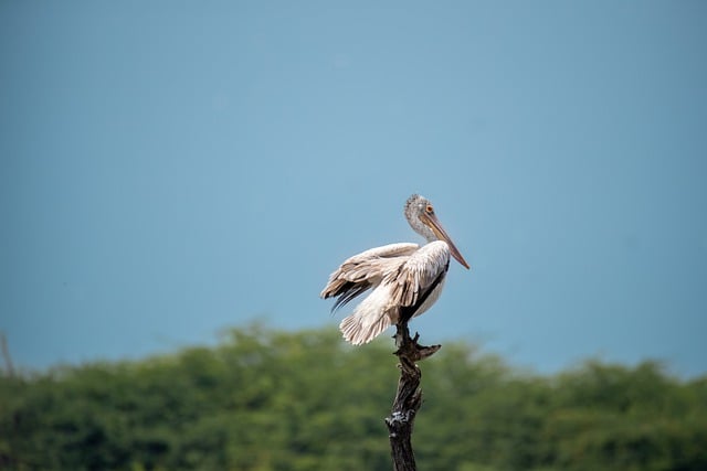 Free download spot billed pelican pelican bird free picture to be edited with GIMP free online image editor