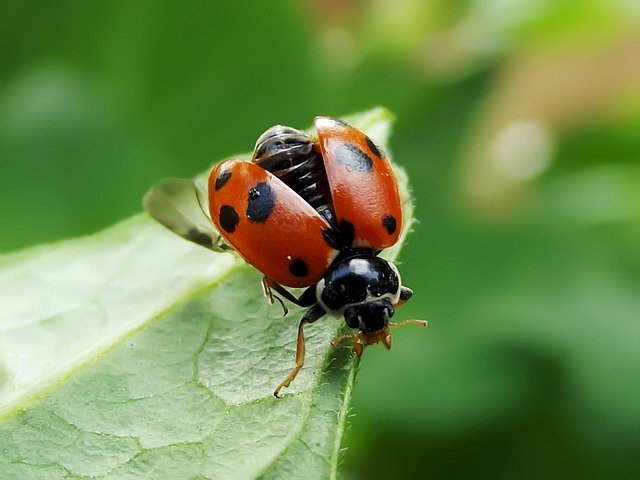 Free download Spotted Amber Ladybird South -  free photo or picture to be edited with GIMP online image editor