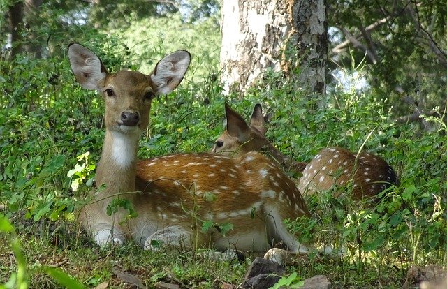 Free picture Spotted Deer Chital Doe -  to be edited by GIMP free image editor by OffiDocs