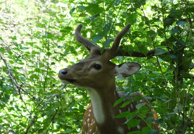 Descarga gratuita Spotted Deer Chital Stag: foto o imagen gratuita para editar con el editor de imágenes en línea GIMP