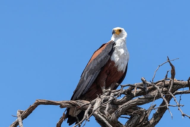 Free download spotted eagle enthroned free picture to be edited with GIMP free online image editor