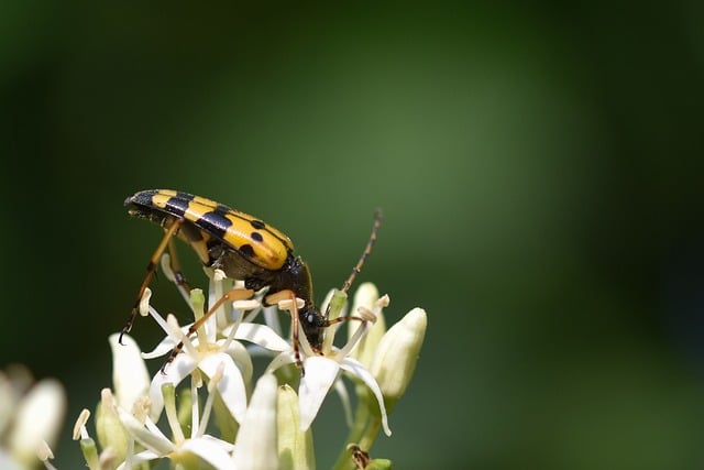 Free download spotted narrowbuck beetle free picture to be edited with GIMP free online image editor