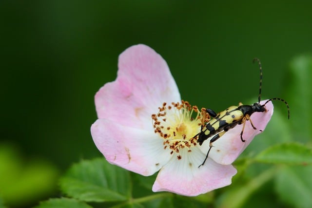 Free download spotted narrowbuck longhorn beetle free picture to be edited with GIMP free online image editor