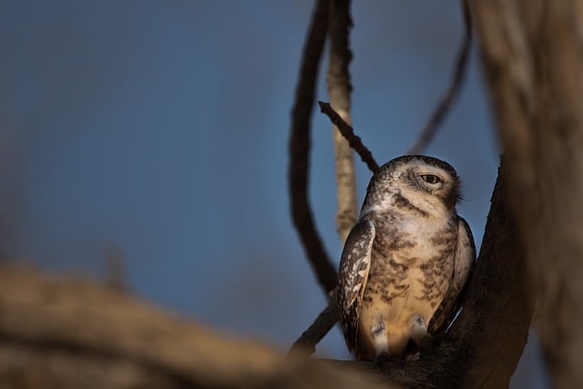 Free download spotted owlet ornithology owlet free picture to be edited with GIMP free online image editor