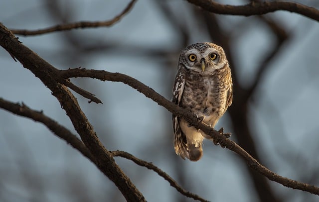 Free download spotted owlet owlet nature birds free picture to be edited with GIMP free online image editor