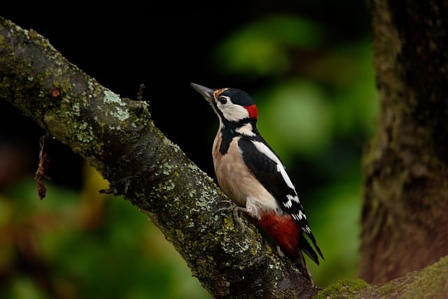 Baixe gratuitamente a imagem gratuita do animal do pássaro do pica-pau manchado para ser editada com o editor de imagens on-line gratuito do GIMP