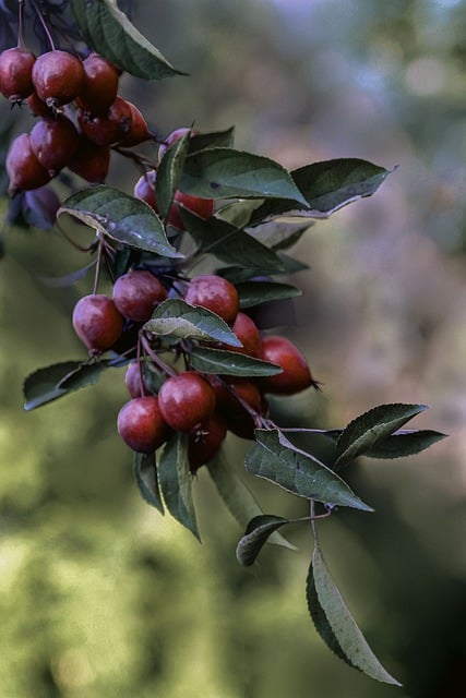 Free download sprig fruit paradise apple tree red free picture to be edited with GIMP free online image editor