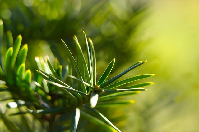 Free download sprig iglak green plants flora free picture to be edited with GIMP free online image editor