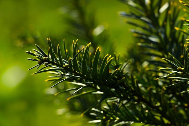 Free download sprig pine spruce free picture to be edited with GIMP free online image editor