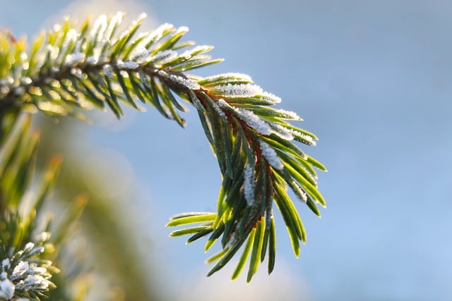 Free download sprig spruce frost nature woods free picture to be edited with GIMP free online image editor