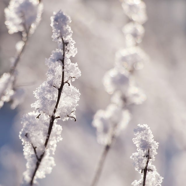 Free download sprig trees park winter snow free picture to be edited with GIMP free online image editor