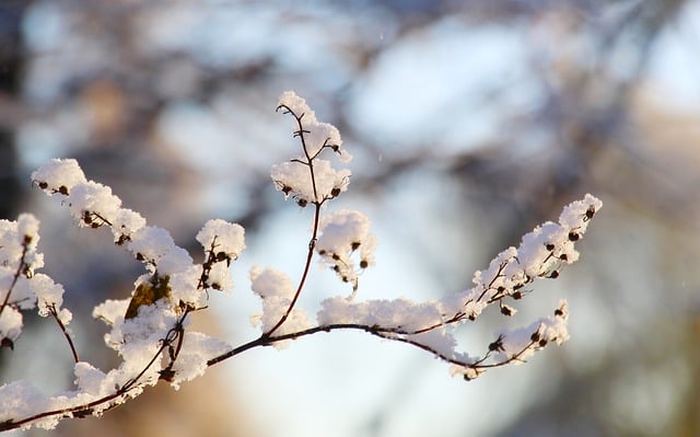 قم بتنزيل صورة مجانية لثلج الشتاء sprig مجانًا لتحريرها باستخدام محرر الصور المجاني عبر الإنترنت GIMP
