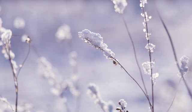 Free download sprig winter snow nature free picture to be edited with GIMP free online image editor