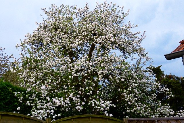 Unduh gratis Spring Apple Tree Garden - foto atau gambar gratis untuk diedit dengan editor gambar online GIMP