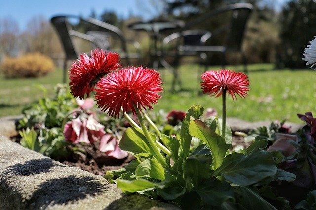 Muat turun percuma Spring April Flowers - foto atau gambar percuma untuk diedit dengan editor imej dalam talian GIMP