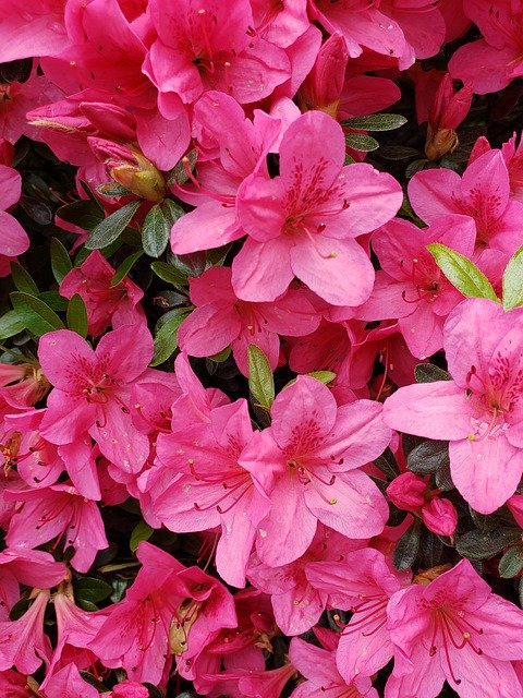 Free picture Spring Azalea Pink -  to be edited by GIMP free image editor by OffiDocs
