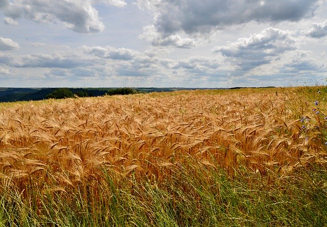 Free download Spring Barley Crop -  free photo or picture to be edited with GIMP online image editor