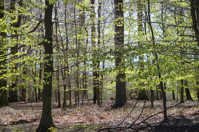 Free picture Spring Beech Trees Forest -  to be edited by GIMP free image editor by OffiDocs