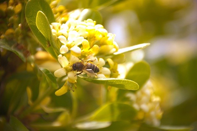 Free download Spring Bee Flower -  free photo or picture to be edited with GIMP online image editor