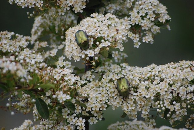 Descărcare gratuită Spring Beetles Beetle - fotografie sau imagini gratuite pentru a fi editate cu editorul de imagini online GIMP