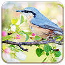 Spring Bird  screen for extension Chrome web store in OffiDocs Chromium