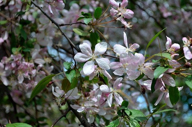 הורדה חינם Spring Bloom Apple Tree - תמונה או תמונה בחינם לעריכה עם עורך התמונות המקוון GIMP