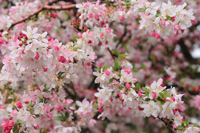ดาวน์โหลดฟรี Spring Bloom Blossom - ภาพถ่ายหรือรูปภาพฟรีที่จะแก้ไขด้วยโปรแกรมแก้ไขรูปภาพออนไลน์ GIMP