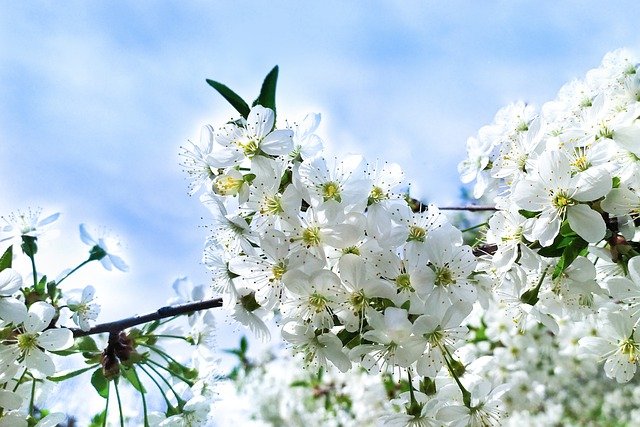 Free download spring bloom cherry petals flora free picture to be edited with GIMP free online image editor