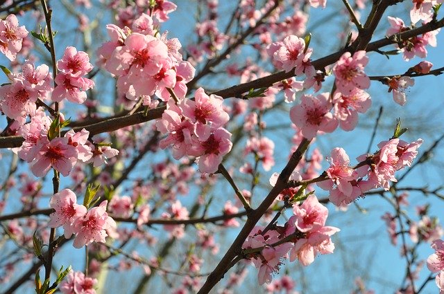 Free download Spring Bloom Flowers -  free photo or picture to be edited with GIMP online image editor