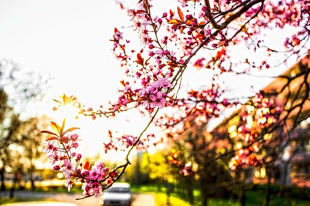 Muat turun percuma Spring Blooms Flowers - foto atau gambar percuma untuk diedit dengan editor imej dalam talian GIMP