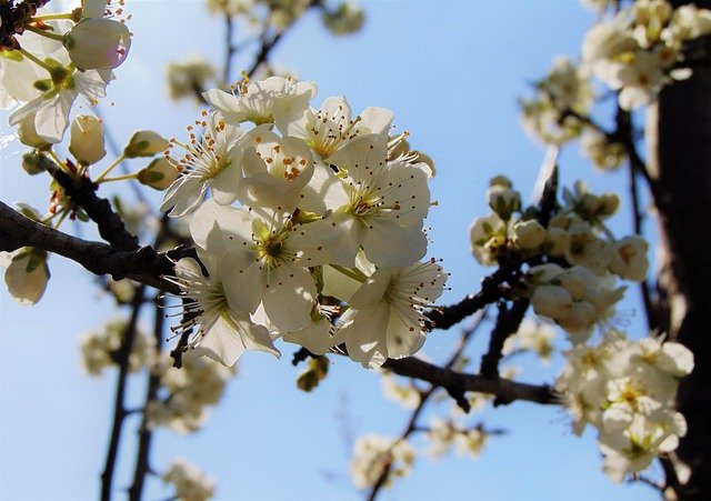 הורדה חינם Spring Blossom Apple - תמונה או תמונה בחינם לעריכה עם עורך התמונות המקוון GIMP