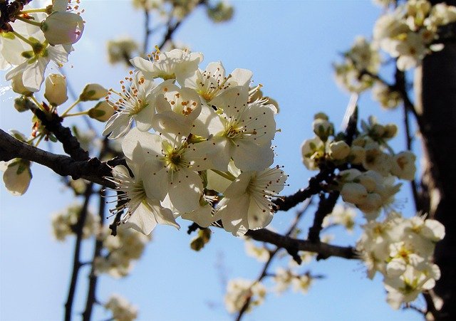 Безкоштовно завантажте Spring Blossom Apple - безкоштовну фотографію або зображення для редагування за допомогою онлайн-редактора зображень GIMP