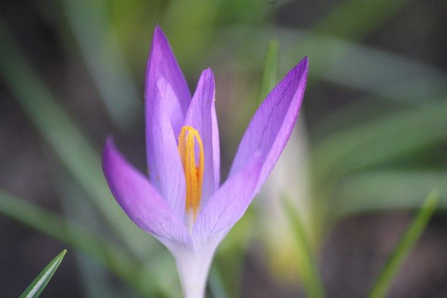 Безкоштовно завантажте весняне цвітіння цвіте крансбіл безкоштовне зображення для редагування за допомогою безкоштовного онлайн-редактора зображень GIMP