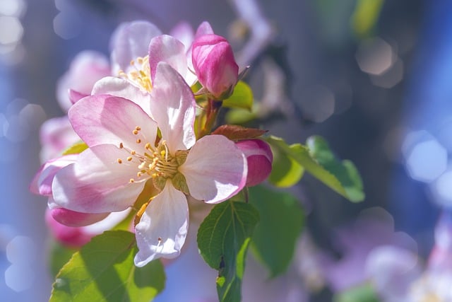 Free download spring blossom bloom light bokeh free picture to be edited with GIMP free online image editor