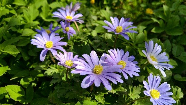 Ücretsiz indir Bahar Çiçeği Çiçeği - GIMP çevrimiçi resim düzenleyiciyle düzenlenecek ücretsiz fotoğraf veya resim