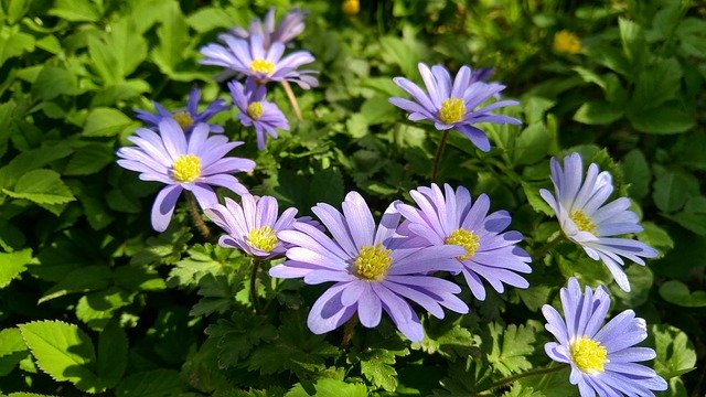 Безкоштовно завантажте Spring Blossom Flower – безкоштовну фотографію чи зображення для редагування за допомогою онлайн-редактора зображень GIMP