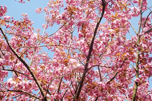 Free download Spring Blossom Flowers free photo template to be edited with GIMP online image editor