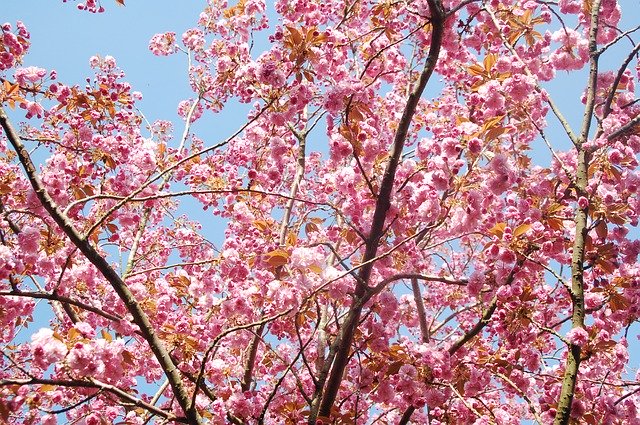 Безкоштовно завантажте безкоштовний фотошаблон Spring Blossom Flowers для редагування в онлайн-редакторі зображень GIMP